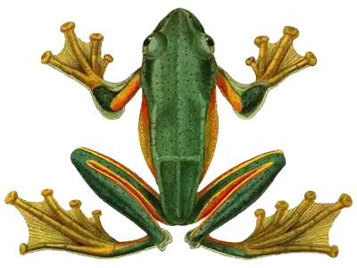 Rhacophorus reinwardtii