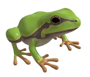green froggie