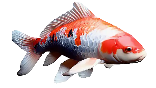 Koi fish