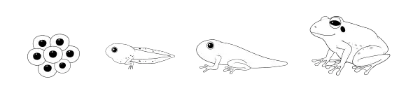 frog life cycle